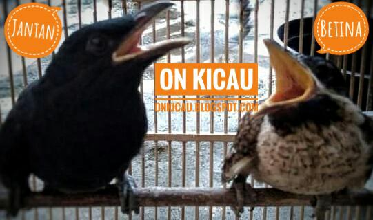 gambar anakan burung tuwu jantan dan betina