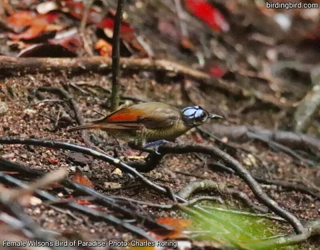 Birdwatching in Raja Ampat with Charles Roring