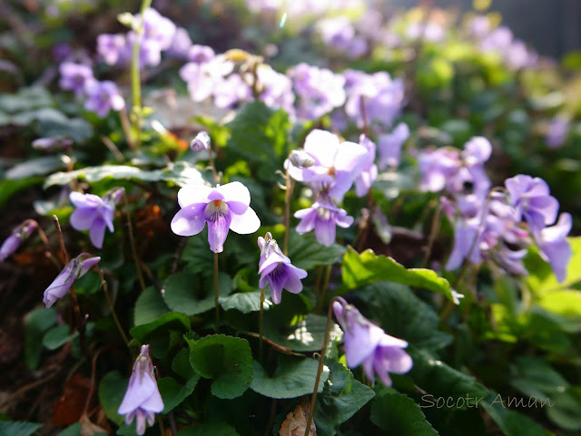 Viola grypoceras