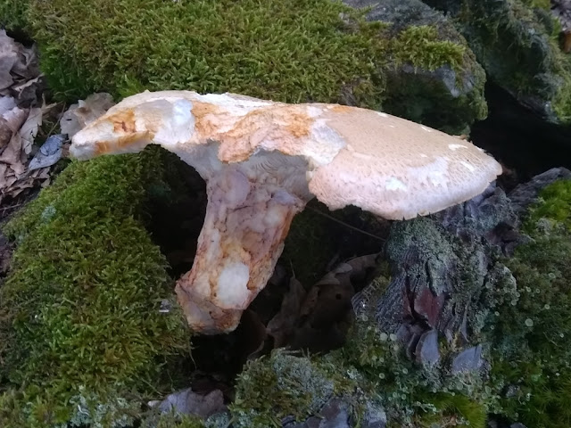 Neolentinus lepideus, Indre et Loire, France. Photo by Loire Valley Time Travel.