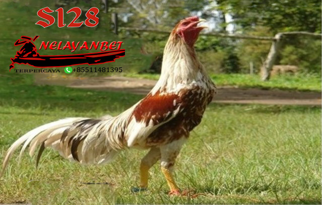 Kelebihan Dari pukulan Ayam Laga S128 yang Sangat Menakjubkan 