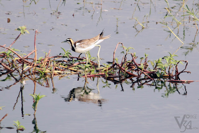 Pheasant-tailed Jacana