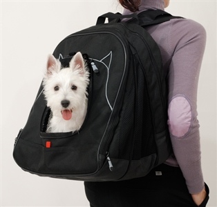 Bag Dog5