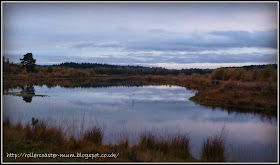 Longmoor Ranges - Heathland landscape at dusk