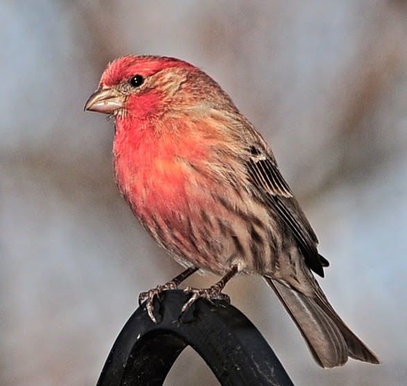 House-Finch HD Wallpapers