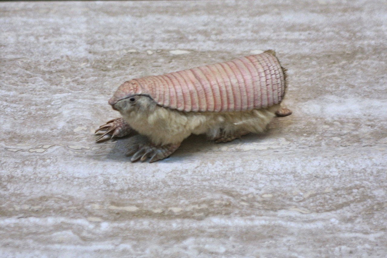 Animals You May Not Have Known Existed - Pink Fairy Armadillo