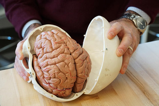 معلومات وحقائق عجيبة عن الدماغ البشري