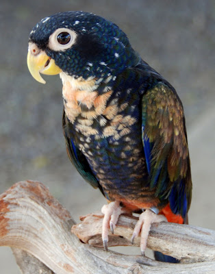 Beautiful Bronze winged Parrot Picture