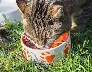 Makanan Kucing Persia Yang Paling Bagus  Dan Terbaik 