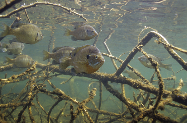 Engbretson Underwater Photography: Creating Great Fish Habitat