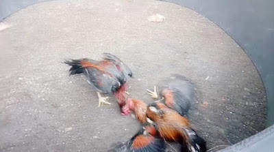 Ayam Bangkok Pakhoy, adu Ayam, Ayam bangkok, Sabung ayam, Sabung Ayam Bangkok