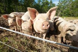 General Principles of Pig Production