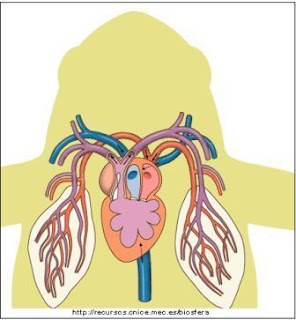 circulación de sangre en reptiles y anfibios