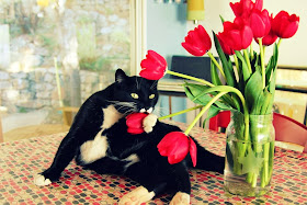 Funny cats - part 84 (40 pics + 10 gifs), cat plays with flower
