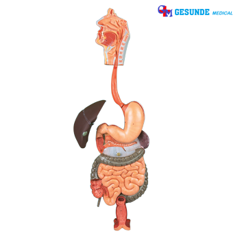 Alat Peraga Sistem Pencernaan Manusia