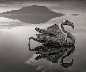 Nick Brandt, Across the ravaged land