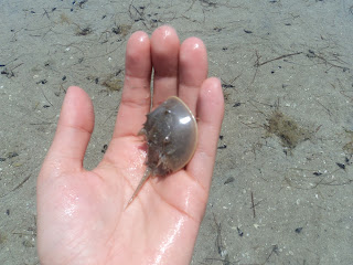 Horseshoe crab in Florida