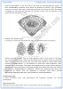 kingdom-plantae-descriptive-question-answers-biology-11th