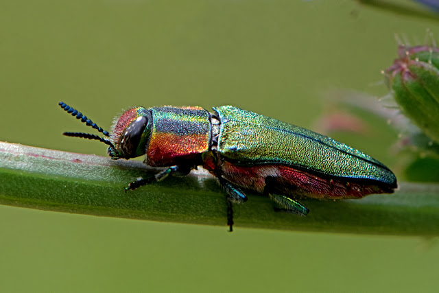 Anthaxia hungarica the Hungarian Jewel Beetle