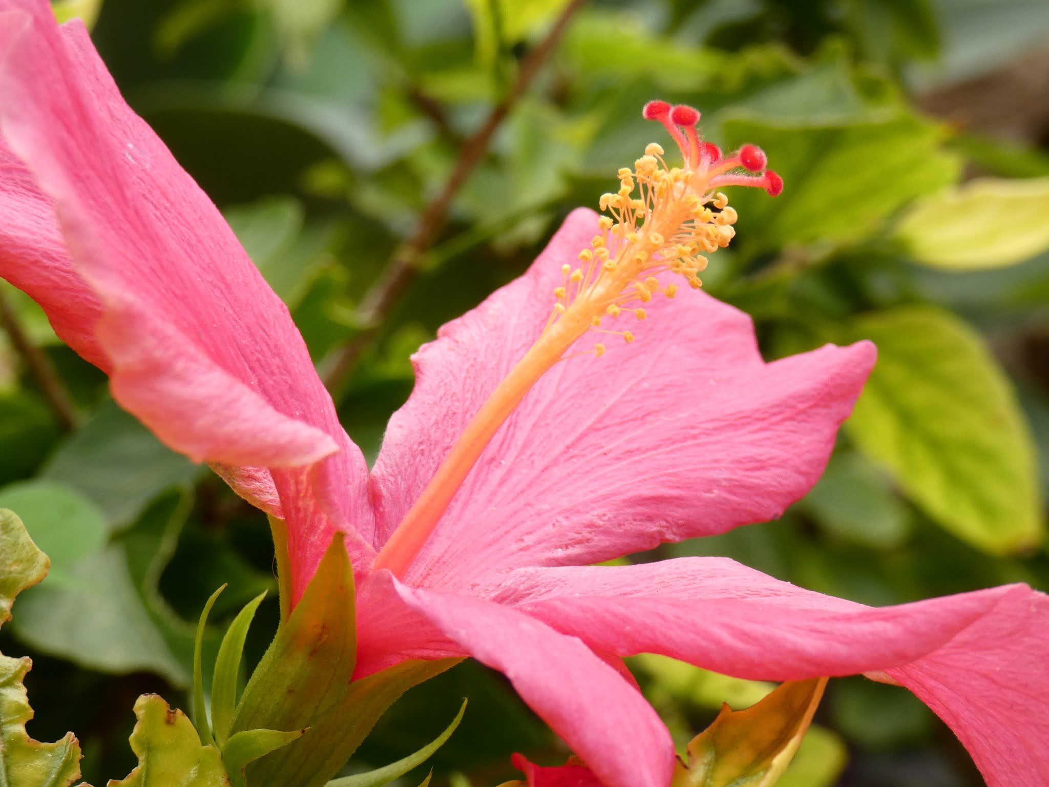 Sincerely Loree: Flowering hibiscus