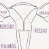 Anatomía sexual femenina (y II)