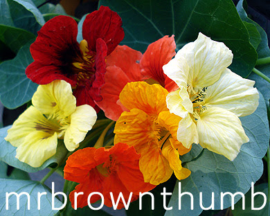 Nasturtium Seeds