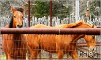 Horses 06