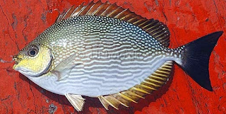 ikan baronang