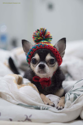 cuty-dogy-wearing-hot-cap-sweetu