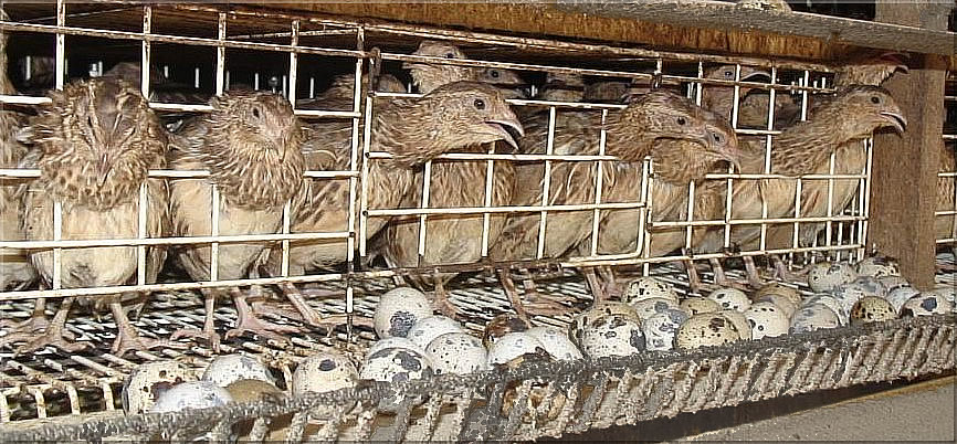 Quail Farming