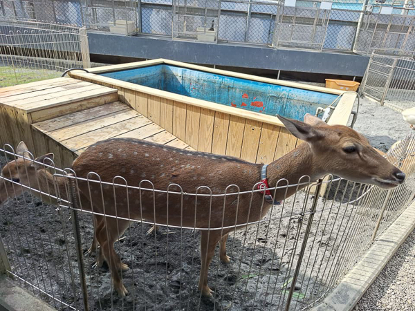 高雄梓官嘎逼＆牛奶寵物互動園區水豚、羊駝、狐獴小動物近距離互動