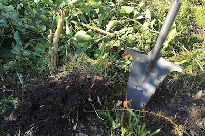 Digging Up Roots Is Easy Task, If You Have This Radius Garden Root Slayer Shovel