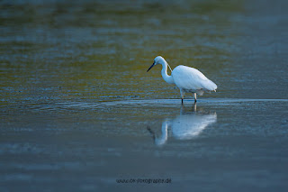 Wildlifefotografie Neretva Delta Seidenreiher Olaf Kerber