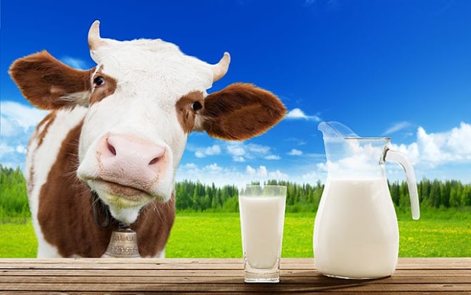 Susu Mengandung 20 Jenis Obat Penghilang Rasa Sakit, Antibiotik, dan Hormon Pertumbuhan Sintetis