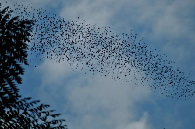 Picture of Mulu Cave Bats