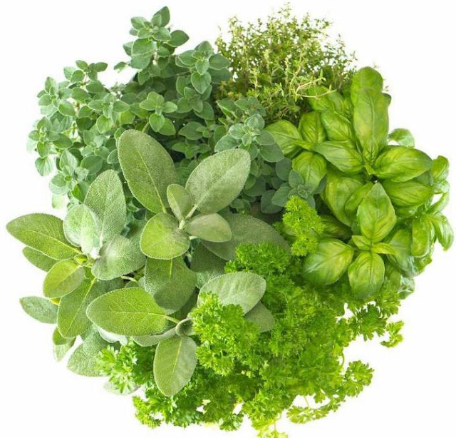Basil Vitamin Health Benefits Contains Herb Recipes