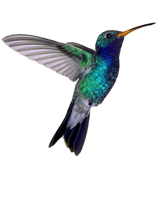 Picture Of A Humming Bird