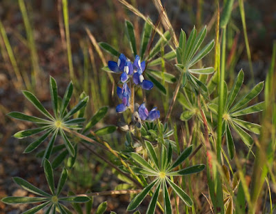 Sandplain lupin (Lupinus cosentinii)