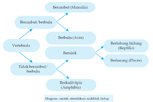 Contoh Kunci  Determinasi  Pada Hewan  Invertebrata Terbaru 10