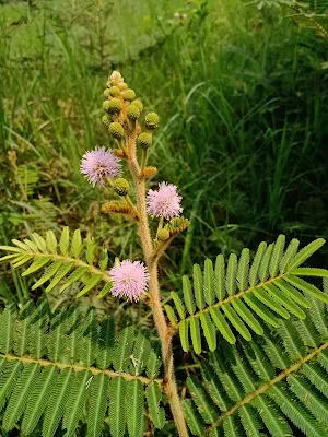 Hojas bipinadas - mimosa pigra