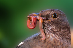 4 Jenis Cacing Pakan Burung yang Aman