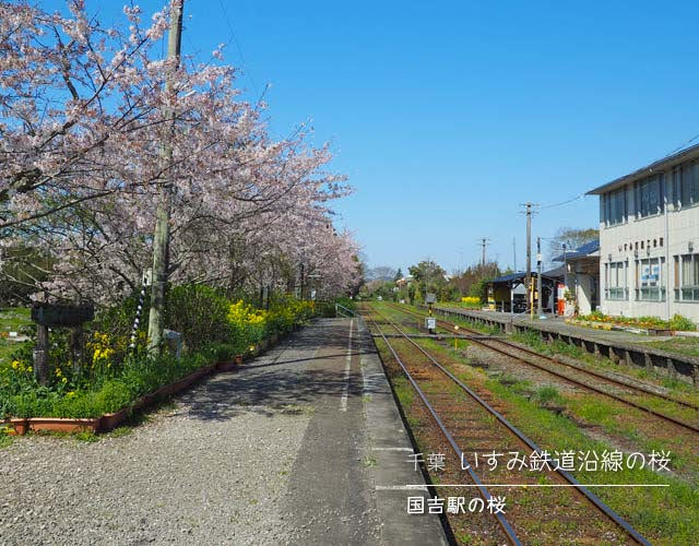 いすみ鉄道沿線の桜☆国吉駅の桜