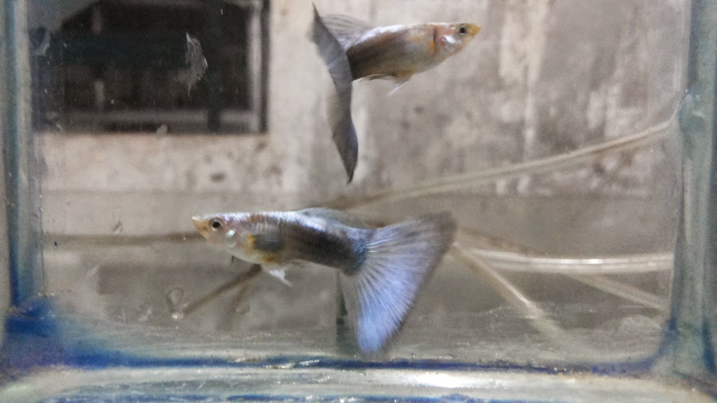 Guppy Import, Full Red , HB Black , HB Blue, Blue Mosaic ,Red Lace , Platinum Gold, Ikan Murah, Ikan Hias