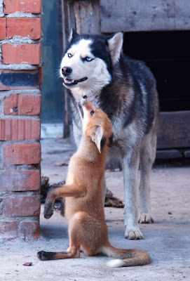 Rare Pets Seen On www.coolpicturegallery.us