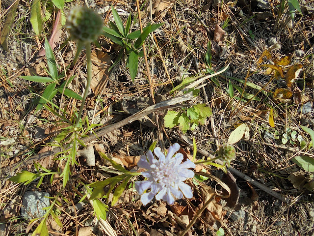 マツムシソウ（松虫草）