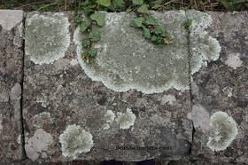 Lichen on Stone Wall Vellano Valleriana Tuscany Italy Springtime Starts