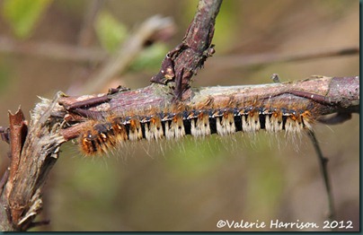 30-Northern-Eggar-Moth-Caterpillar