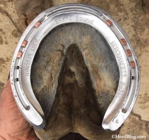 Kerckhaert raceplate shod with copper nails