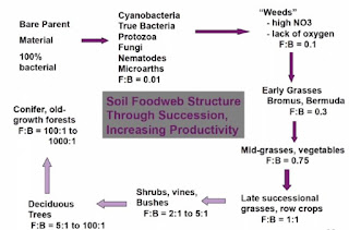 Plant successie in relatie tot schimmel en bacterie verhouding