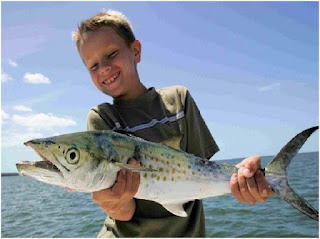 Nama Nama Ikan Laut Dangkal SPANISH MACKEREL